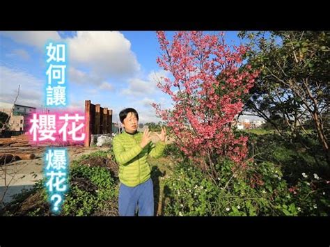 家裡可以種櫻花嗎|櫻花種植指南：掌握土壤、光線和空氣關鍵要素 